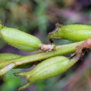 Stylidium armeria subsp. armeria at Monga, NSW - 9 Jan 2022