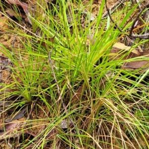 Stylidium armeria subsp. armeria at Monga, NSW - 9 Jan 2022