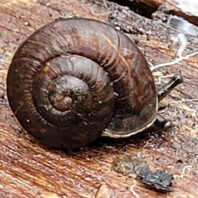 Pommerhelix mastersi (Merimbula Woodland Snail) at Monga National Park - 8 Jan 2022 by trevorpreston