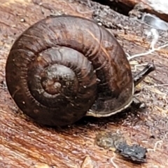 Pommerhelix mastersi (Merimbula Woodland Snail) at Monga, NSW - 8 Jan 2022 by tpreston