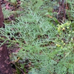 Polyscias sambucifolia subsp. Bipinnate leaves (J.H.Ross 3967) Vic. Herbarium at Monga, NSW - 9 Jan 2022 10:20 AM