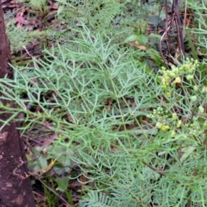 Polyscias sambucifolia subsp. Bipinnate leaves (J.H.Ross 3967) Vic. Herbarium at Monga, NSW - 9 Jan 2022