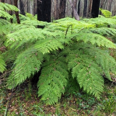 Dicksonia antarctica (Soft Treefern) at Monga, NSW - 8 Jan 2022 by tpreston