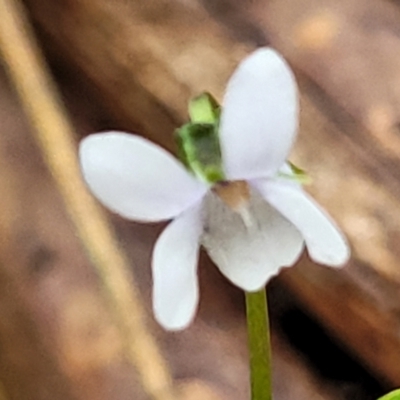 Viola silicestris (Sandstone Violet) at Mongarlowe River - 8 Jan 2022 by tpreston