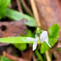 Viola silicestris at Monga, NSW - 9 Jan 2022 10:17 AM