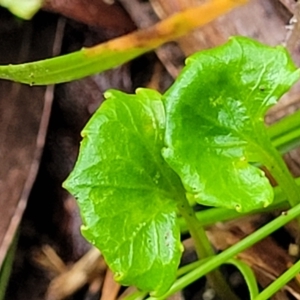 Viola silicestris at Monga, NSW - 9 Jan 2022 10:17 AM