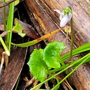 Viola silicestris at Monga, NSW - 9 Jan 2022 10:17 AM