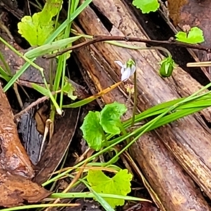 Viola silicestris at Monga, NSW - 9 Jan 2022 10:17 AM