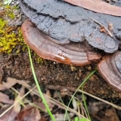 Ganoderma at Monga National Park - 8 Jan 2022 by trevorpreston