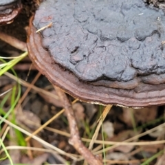 Ganoderma at Monga, NSW - 9 Jan 2022