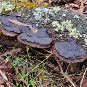 Ganoderma at Monga, NSW - 9 Jan 2022