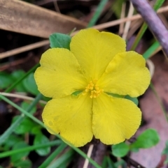 Hibbertia diffusa (Wedge Guinea Flower) at Mongarlowe River - 8 Jan 2022 by tpreston