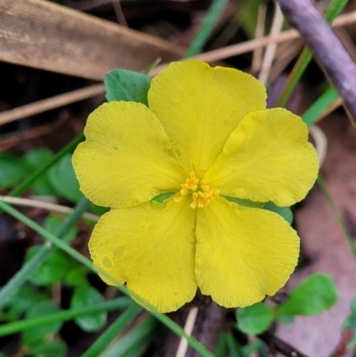 Hibbertia diffusa (Wedge Guinea Flower) at Monga, NSW - 9 Jan 2022 by trevorpreston