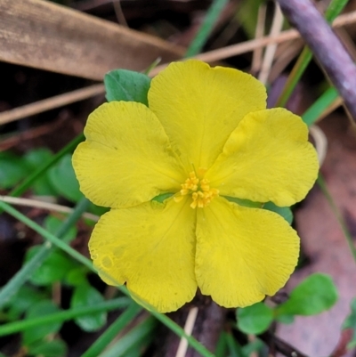 Hibbertia diffusa (Wedge Guinea Flower) at Mongarlowe River - 8 Jan 2022 by tpreston