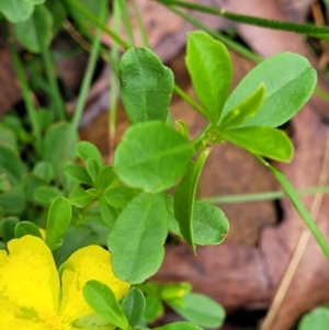 Hibbertia diffusa at Monga, NSW - 9 Jan 2022 10:14 AM