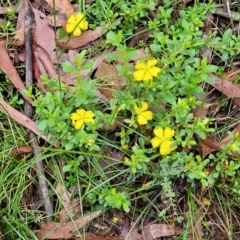 Hibbertia diffusa at Monga, NSW - 9 Jan 2022 10:14 AM