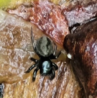 Unverified Spider (Araneae) at Monga, NSW - 9 Jan 2022 by trevorpreston