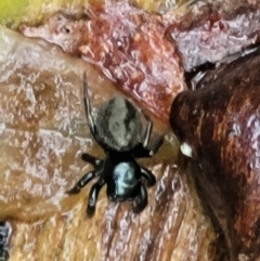 Unidentified Jumping & peacock spider (Salticidae) (TBC) at Monga, NSW - 8 Jan 2022 by tpreston