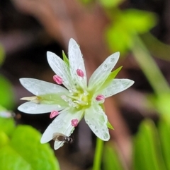 Stellaria flaccida (Forest Starwort) at Mongarlowe River - 8 Jan 2022 by tpreston