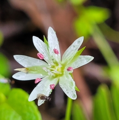 Stellaria flaccida (Forest Starwort) at Monga, NSW - 9 Jan 2022 by trevorpreston