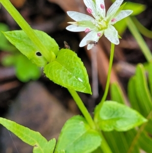 Stellaria flaccida at Monga, NSW - 9 Jan 2022 10:05 AM