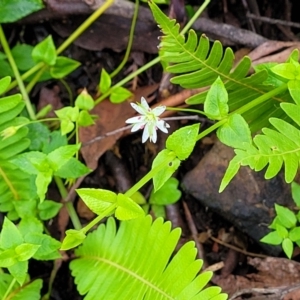 Stellaria flaccida at Monga, NSW - 9 Jan 2022 10:05 AM