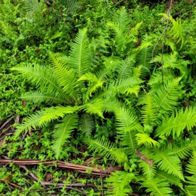 Blechnum nudum (Fishbone Water Fern) at Mongarlowe River - 8 Jan 2022 by tpreston