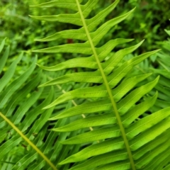 Blechnum nudum at Monga, NSW - 9 Jan 2022 10:04 AM