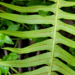 Blechnum nudum at Monga, NSW - 9 Jan 2022 10:04 AM