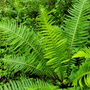 Blechnum nudum at Monga, NSW - 9 Jan 2022 10:04 AM