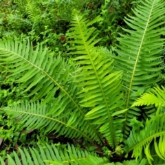 Blechnum nudum at Monga, NSW - 9 Jan 2022