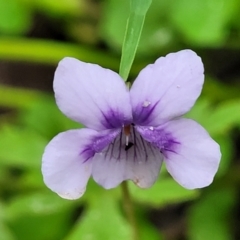 Viola hederacea (Ivy-leaved Violet) at Monga, NSW - 8 Jan 2022 by tpreston