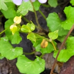 Viola hederacea at Monga, NSW - 9 Jan 2022