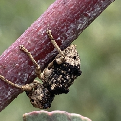 Aades cultratus (Weevil) at Paddys River, ACT - 6 Jan 2022 by SteveBorkowskis