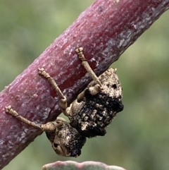 Aades cultratus at Paddys River, ACT - 6 Jan 2022