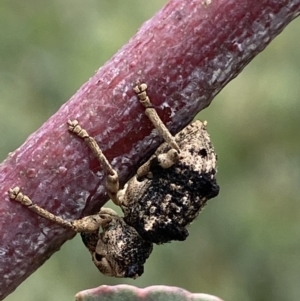 Aades cultratus at Paddys River, ACT - 6 Jan 2022