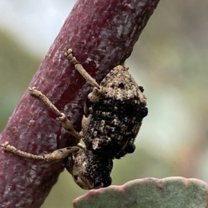 Aades cultratus at Paddys River, ACT - 6 Jan 2022