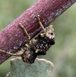 Aades cultratus at Paddys River, ACT - 6 Jan 2022