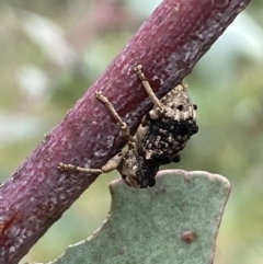 Aades cultratus at Paddys River, ACT - 6 Jan 2022