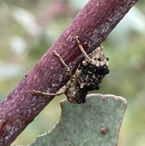 Aades cultratus at Paddys River, ACT - 6 Jan 2022