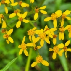 Senecio linearifolius (Fireweed Groundsel, Fireweed) at Monga, NSW - 8 Jan 2022 by tpreston