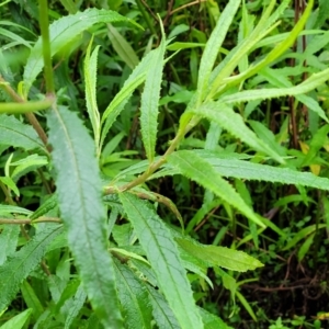 Senecio linearifolius at Monga, NSW - 9 Jan 2022 10:02 AM