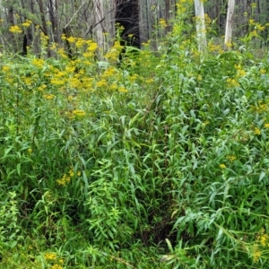 Senecio linearifolius at Monga, NSW - 9 Jan 2022 10:02 AM