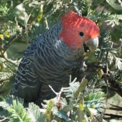 Callocephalon fimbriatum (Gang-gang Cockatoo) at Rendezvous Creek, ACT - 28 Dec 2021 by patrickcox