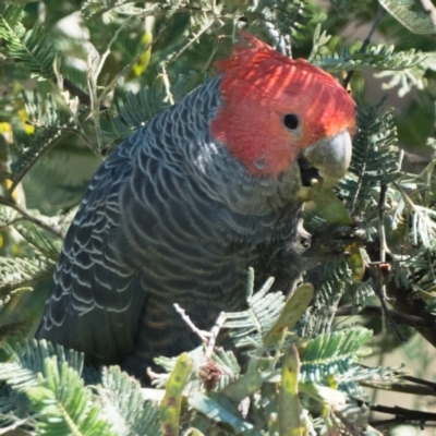 Callocephalon fimbriatum (Gang-gang Cockatoo) at Namadgi National Park - 28 Dec 2021 by patrickcox