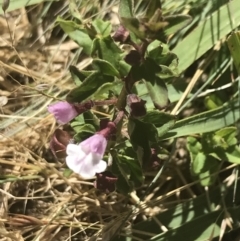 Scutellaria humilis (Dwarf Skullcap) at Brindabella National Park - 29 Dec 2021 by Tapirlord