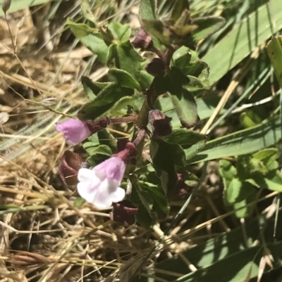 Scutellaria humilis (Dwarf Skullcap) at Brindabella National Park - 29 Dec 2021 by Tapirlord