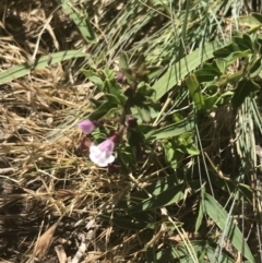 Scutellaria humilis at Uriarra, NSW - 29 Dec 2021