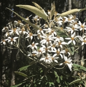 Olearia megalophylla at Uriarra, NSW - 29 Dec 2021 03:05 PM