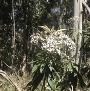 Olearia megalophylla at Uriarra, NSW - 29 Dec 2021